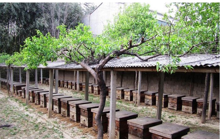 【蜜蜂養殖】如何養蜂才能賺錢?有什么秘訣嗎?養蜂賺錢的必備條件! 如何養蜂才能賺錢?有什么秘訣嗎?養蜂賺錢的必備條件!