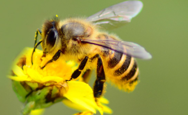阿壩中蜂二脾蜂建王臺分蜂正常嗎（中蜂養殖，蜂群中起王臺后，蜂群多久會分蜂）