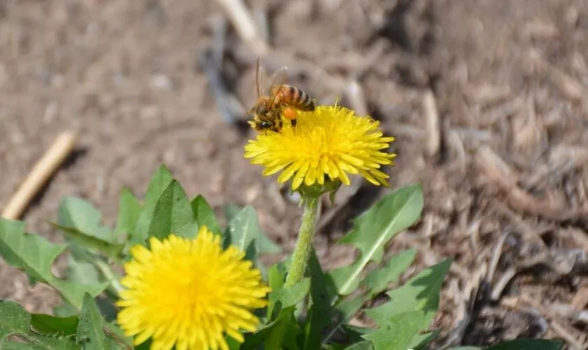 蜂箱濕度一般多少(蜜蜂的安全臨界溫度和最適濕度) 蜂箱濕度一般多少(蜜蜂的安全臨界溫度和最適濕度)