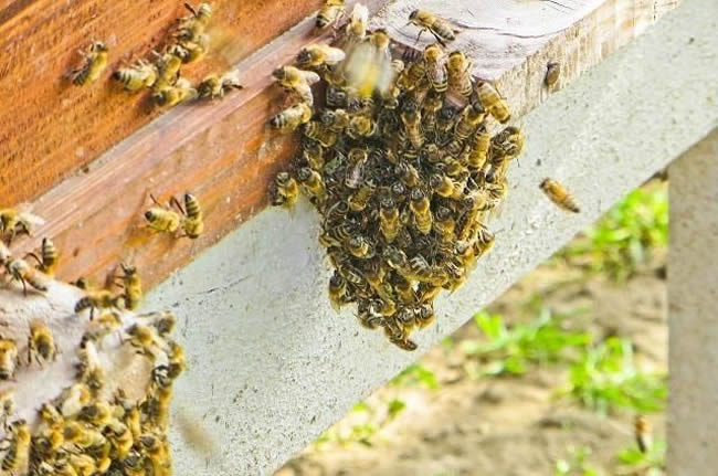 【蜜蜂知識】盜蜂的識別和處理方法 盜蜂的識別和處理方法