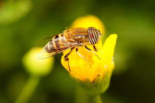 松丹一號(hào)后代可作種王嗎（如何科學(xué)使用良種蜂王）