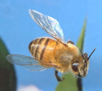 松丹一號(hào)后代可作種王嗎（如何科學(xué)使用良種蜂王）