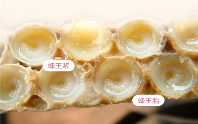 什么是蜂王胎 什么是蜂王胎