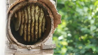 中蜂蜂場為什么不能養(yǎng)意蜂（為什么很多人認為中蜂和意蜂不能同場養(yǎng)殖）