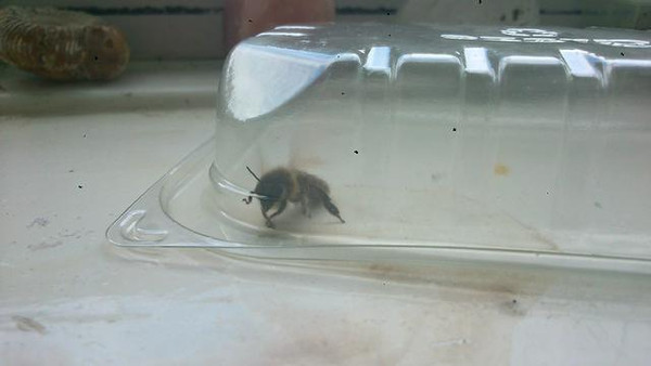 為什么家里有蜜蜂出現(xiàn)(家里無(wú)緣無(wú)故出現(xiàn)蜜蜂) 為什么家里有蜜蜂出現(xiàn)(家里無(wú)緣無(wú)故出現(xiàn)蜜蜂)