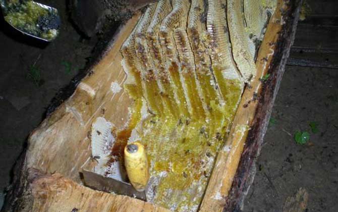 云南有阿壩中蜂嗎(云貴高原中蜂) 云南有阿壩中蜂嗎(云貴高原中蜂)