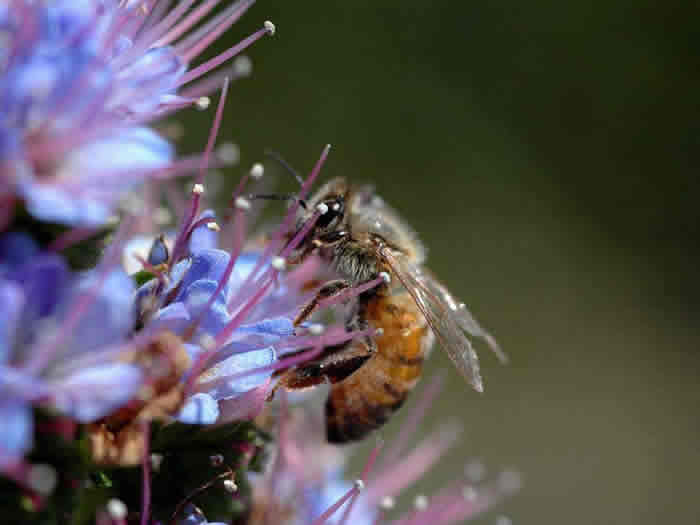 蜜蜂為什么不蜇養蜂人？