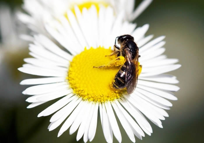 蜜蜂為什么不蜇養蜂人？
