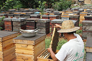 新手怎樣養(yǎng)蜂 好學(xué)在買(mǎi)(蜜蜂養(yǎng)殖技術(shù)) 新手怎樣養(yǎng)蜂 好學(xué)在買(mǎi)(蜜蜂養(yǎng)殖技術(shù))