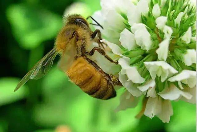 工蜂產卵怎么辦(附帶5種解決辦法) 工蜂產卵怎么辦(附帶5種解決辦法)