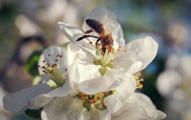 養蜜蜂如何培育蜂王? 蜂王培育