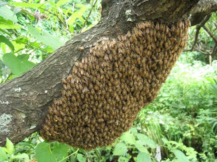 家養蜜蜂冬季怎么保暖？