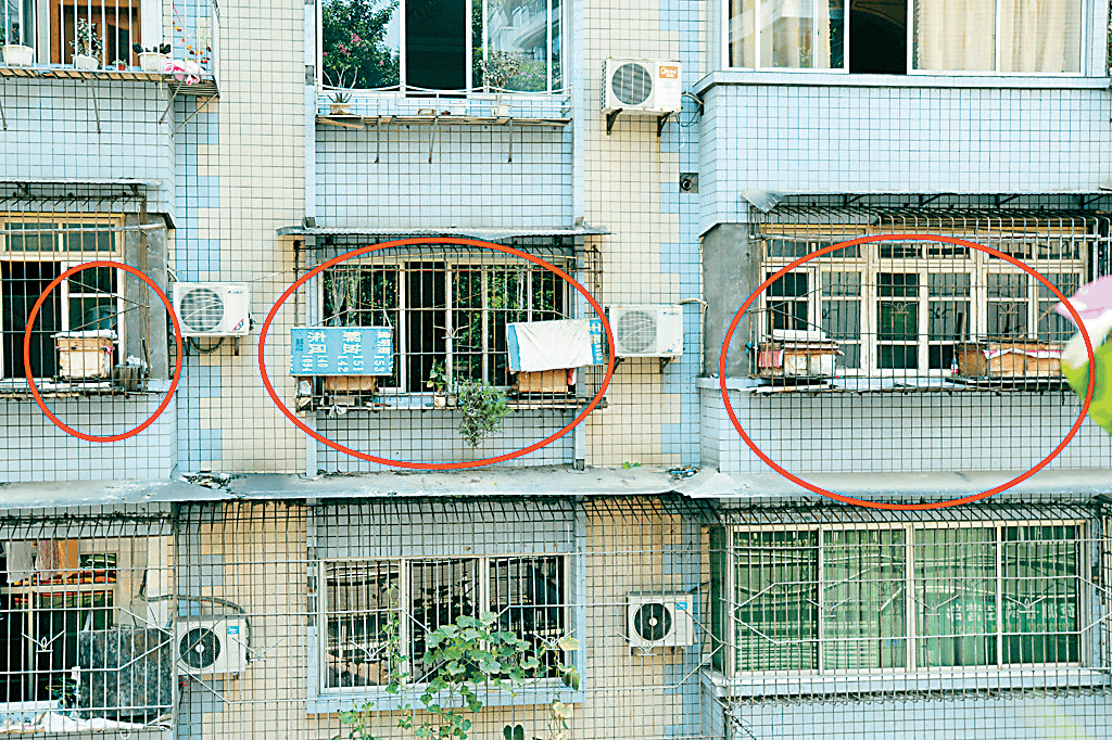 城市陽臺(tái)養(yǎng)蜂技術(shù)（家庭養(yǎng)蜂需要什么條件）