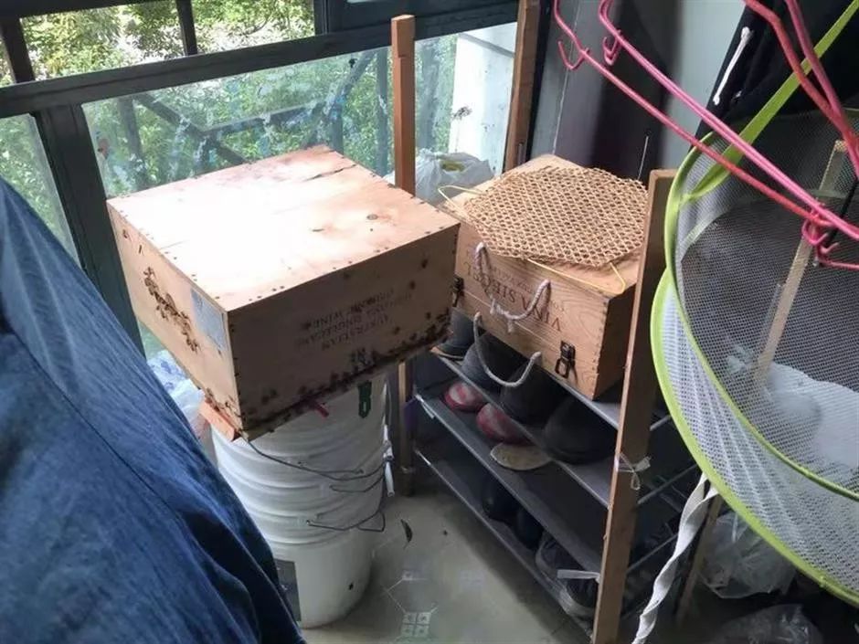 城市陽臺(tái)養(yǎng)蜂技術(shù)（家庭養(yǎng)蜂需要什么條件）