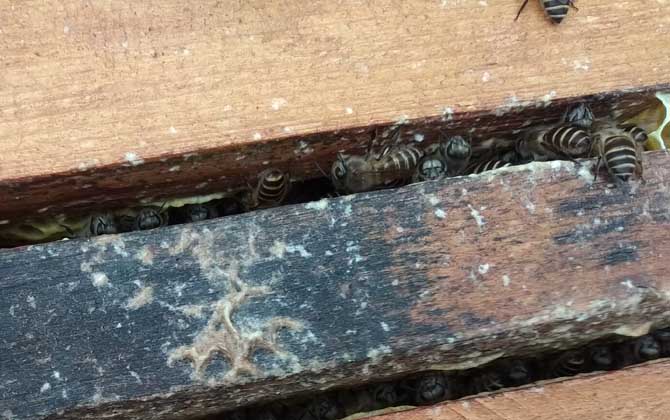 蜂群強群什么意思 蜂群強群什么意思