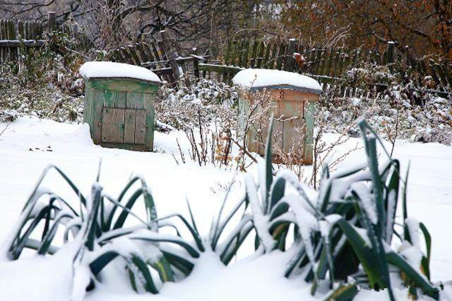 蜜蜂入冬前的管理(蜜蜂秋冬季管理) 蜜蜂入冬前的管理(蜜蜂秋冬季管理)