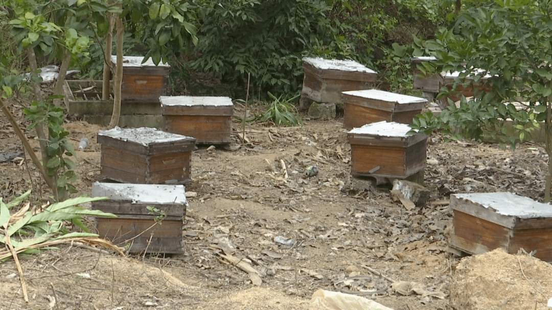 一般大型蜂場(chǎng)養(yǎng)的是中蜂還是意蜂(大型養(yǎng)蜂場(chǎng)是如何飼喂蜂群的) 一般大型蜂場(chǎng)養(yǎng)的是中蜂還是意蜂(大型養(yǎng)蜂場(chǎng)是如何飼喂蜂群的)