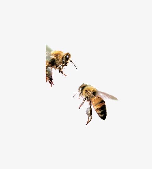 蜜蜂養殖如何控制成本(減少飼喂成本的管理技巧) 蜜蜂養殖如何控制成本(減少飼喂成本的管理技巧)