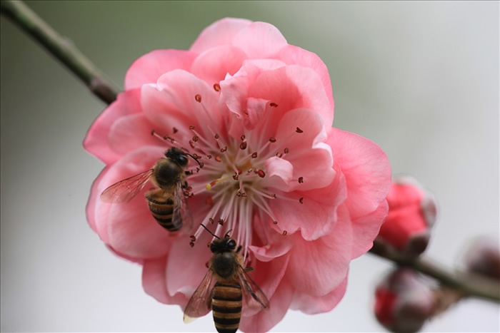 中蜂囚王后處女王會分蜂嗎？