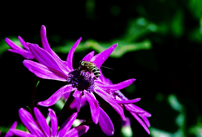 中蜂囚王后處女王會分蜂嗎？
