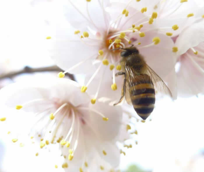 中蜂囚王后處女王會分蜂嗎？