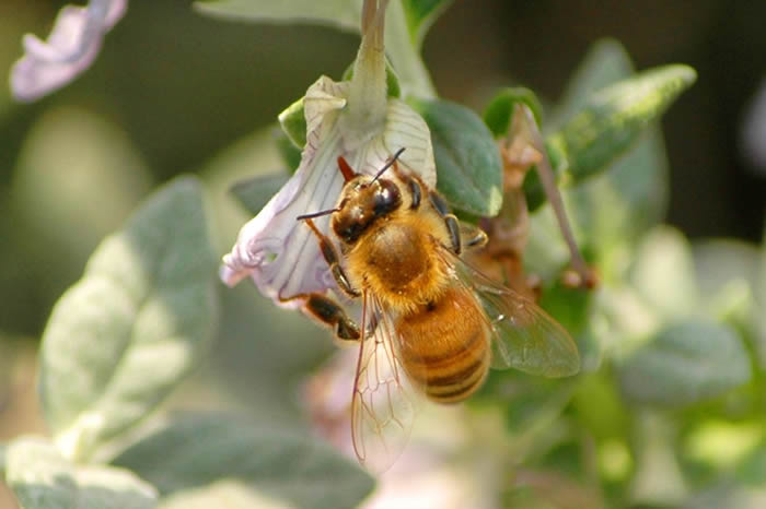 中蜂囚王后處女王會分蜂嗎？