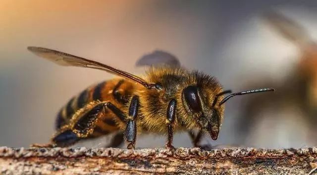 蜜蜂喂花粉繁殖快嗎(繁蜂需要吃花粉么) 蜜蜂喂花粉繁殖快嗎(繁蜂需要吃花粉么)