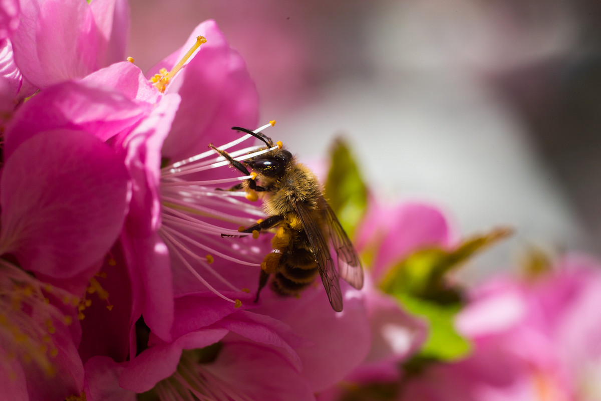 自己養一箱蜜蜂怎么弄 自己養一箱蜜蜂怎么弄