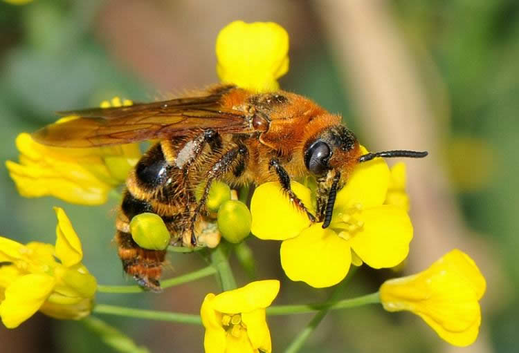 【蜜蜂知識(shí)】蜂王的壽命有多長(zhǎng)? 蜂王的壽命有多長(zhǎng)?