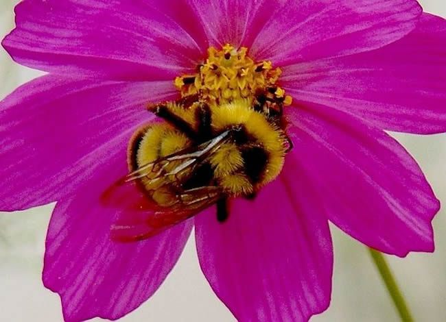 【蜜蜂知識(shí)】蜂王的壽命有多長(zhǎng)? 蜂王的壽命有多長(zhǎng)?