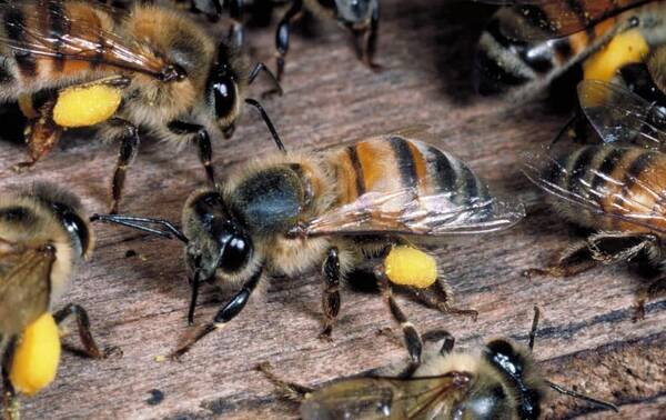 阿壩中蜂是半個意蜂嗎(阿壩蜜蜂屬于什么蜂) 阿壩中蜂是半個意蜂嗎(阿壩蜜蜂屬于什么蜂)