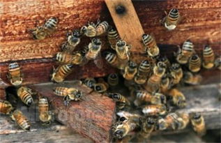 蜜蜂蜂王冬天會(huì)產(chǎn)子嗎(冬季蜂王產(chǎn)卵的2大害大) 蜜蜂蜂王冬天會(huì)產(chǎn)子嗎(冬季蜂王產(chǎn)卵的2大害大)