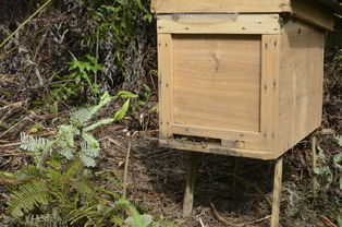 蜜蜂蜂王冬天會(huì)產(chǎn)子嗎(冬季蜂王產(chǎn)卵的2大害大) 蜜蜂蜂王冬天會(huì)產(chǎn)子嗎(冬季蜂王產(chǎn)卵的2大害大)