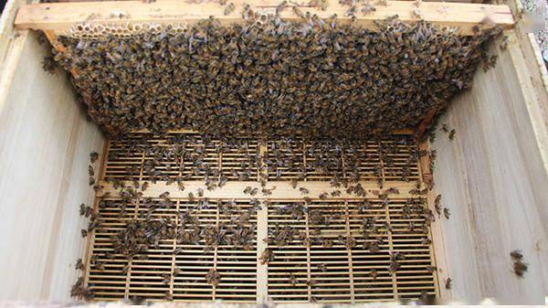 蜜蜂蜂王冬天會(huì)產(chǎn)子嗎(冬季蜂王產(chǎn)卵的2大害大) 蜜蜂蜂王冬天會(huì)產(chǎn)子嗎(冬季蜂王產(chǎn)卵的2大害大)