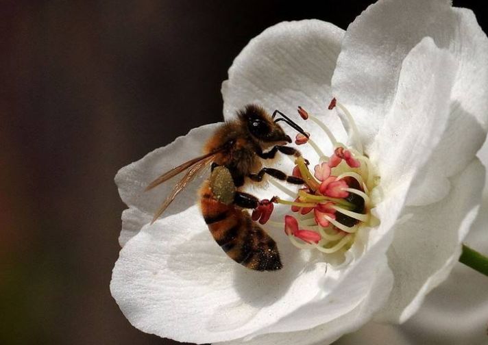 養50箱意大利蜜蜂能掙多少錢(養殖蜜蜂賺錢嗎) 養50箱意大利蜜蜂能掙多少錢(養殖蜜蜂賺錢嗎)