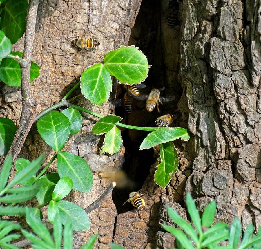 如何引誘捕捉別人家的蜜蜂(別人養(yǎng)的蜜蜂能不能誘到)