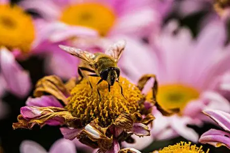 阿壩中蜂在北方越冬溫度是多少(蜜蜂越冬最適溫度是多少) 蜜蜂越冬最適溫度是多少