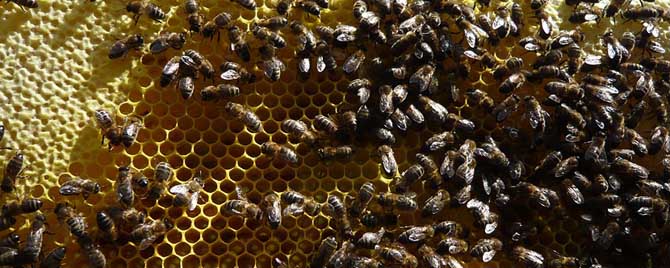 秋后意蜂喂糖時機(jī)