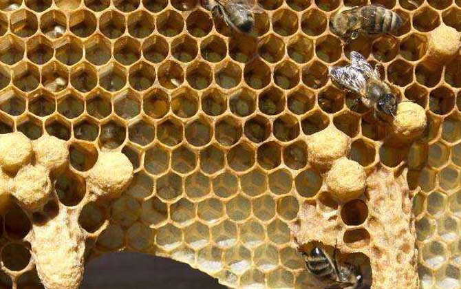 急造王臺(tái)期間會(huì)工產(chǎn)嗎 急造王臺(tái)期間會(huì)工產(chǎn)嗎