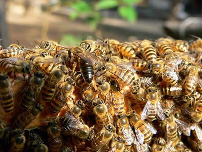 中華蜜蜂常見的疾病是什么,該怎么防治? 中華蜜蜂常見的疾病是什么,該怎么防治?