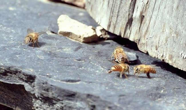 中華蜜蜂常見的疾病是什么,該怎么防治? 中華蜜蜂常見的疾病是什么,該怎么防治?