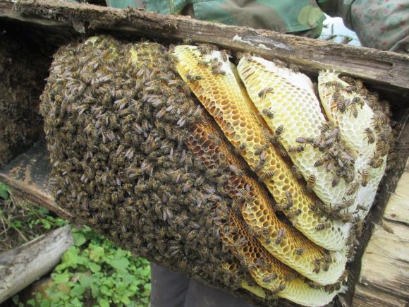 怎么才能加入養蜂協會(如何加入協會,快來看看吧) 怎么才能加入養蜂協會(如何加入協會,快來看看吧)