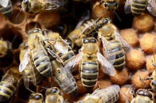 怎么才能加入養蜂協會(如何加入協會,快來看看吧) 怎么才能加入養蜂協會(如何加入協會,快來看看吧)