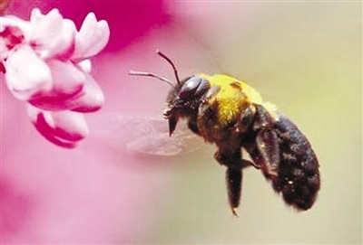 阿壩中蜂工蜂巢礎(chǔ)房眼大小（中蜂巢房眼標(biāo)準(zhǔn)尺寸）