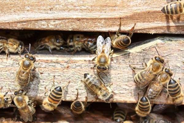 松丹一號可以定養嗎(適合定點飼養的意蜂品種) 松丹一號可以定養嗎(適合定點飼養的意蜂品種)