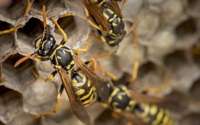 養馬蜂賺錢么(養馬蜂靠什么賺錢) 養馬蜂賺錢么(養馬蜂靠什么賺錢)