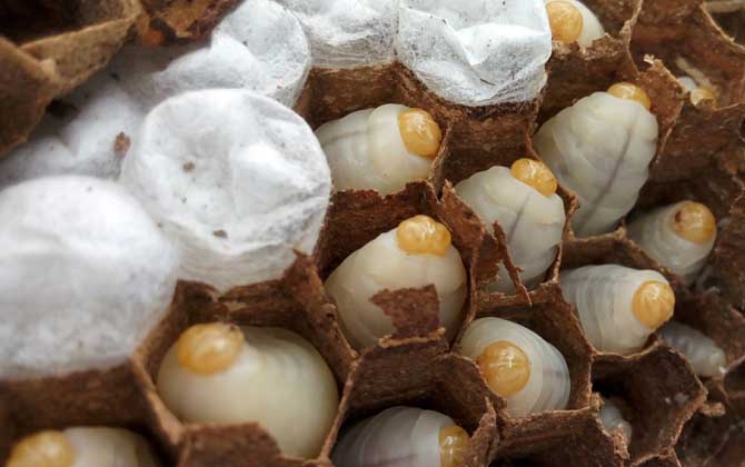 養馬蜂賺錢么(養馬蜂靠什么賺錢) 養馬蜂賺錢么(養馬蜂靠什么賺錢)