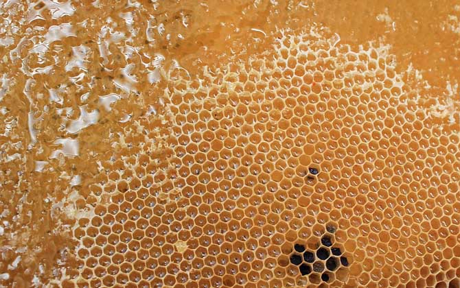 蜂蜜有什么功效與用途（蜂蜜的功效與作用）