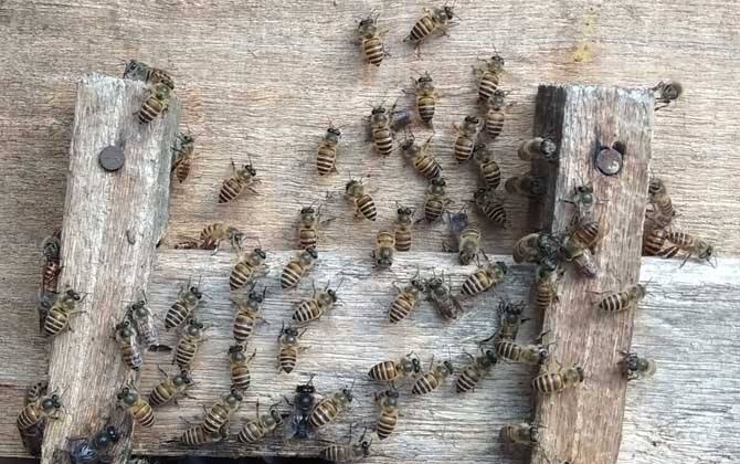 新手養(yǎng)蜂注意事項有哪些？