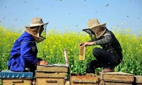 新手養(yǎng)蜂注意事項有哪些？